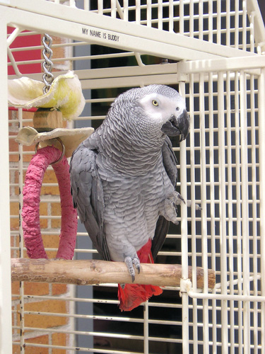 African Grey Parrot