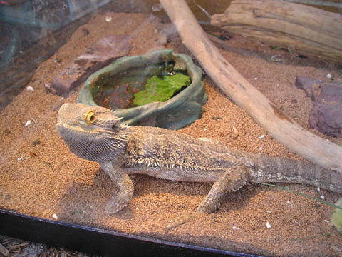 bearded dragons for sale online