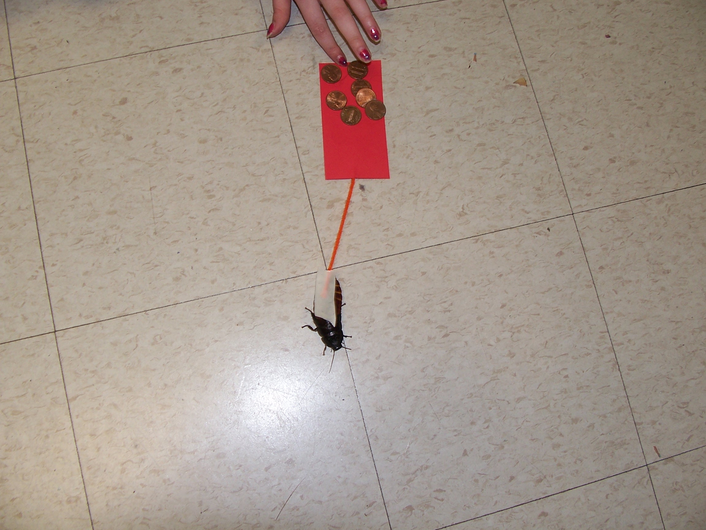 cockroach 2