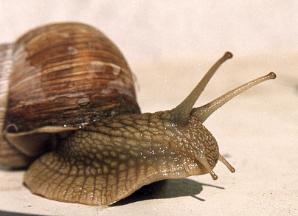 pond snail pond snail